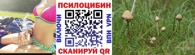 хочу   Юрьевец  KRAKEN tor  Псилоцибиновые грибы Cubensis 